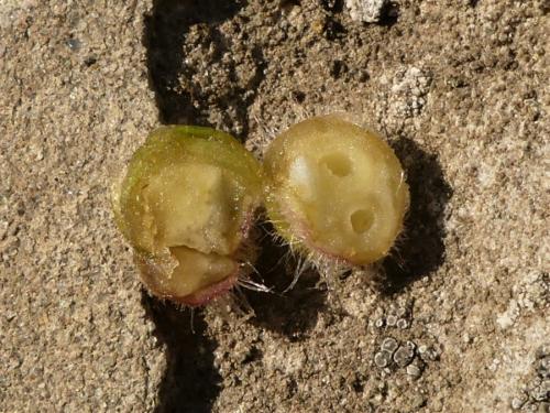 Liposthenes glechomae